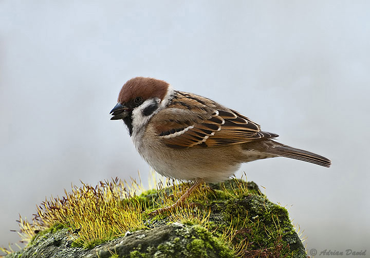 Sparrow