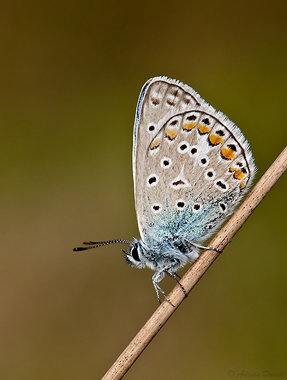 Common blue 1