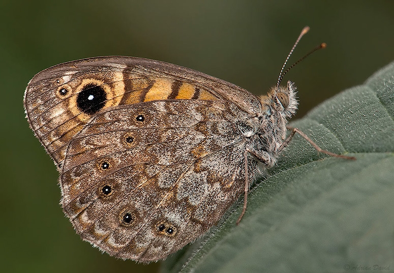 Hidden beauty