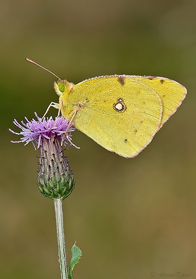 Yellow clowded