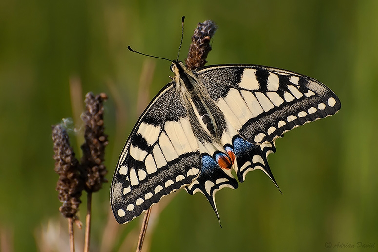 Swallowtail