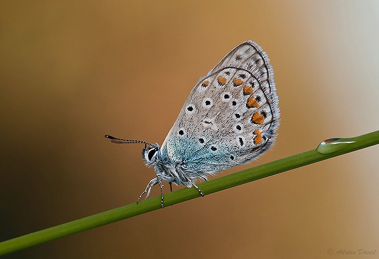 Common blue 2