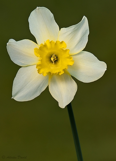 Dafodil