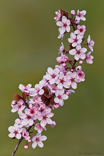 Purple leaved flowering plum