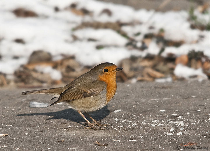 Robin