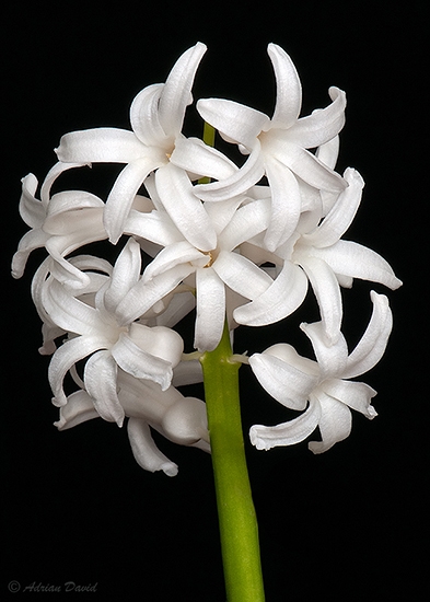 White Hyacinth