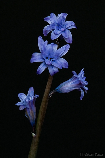 Blue Hyacinth