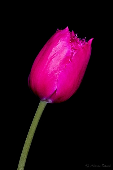 Tulip