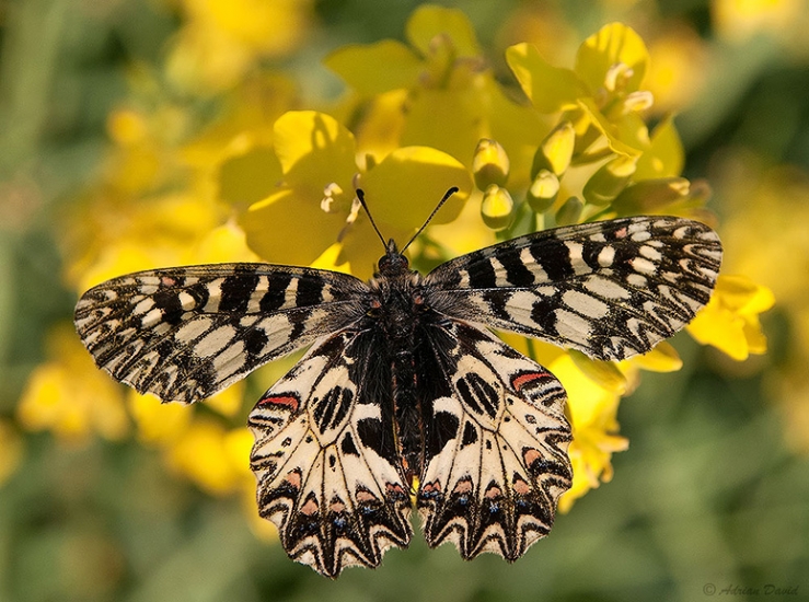 Zerynthia polyxena