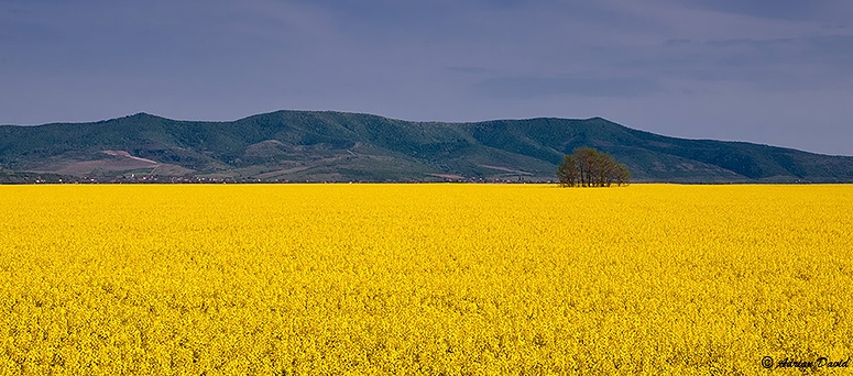 Fields of gold