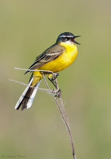 Yellow-Wagtail-1