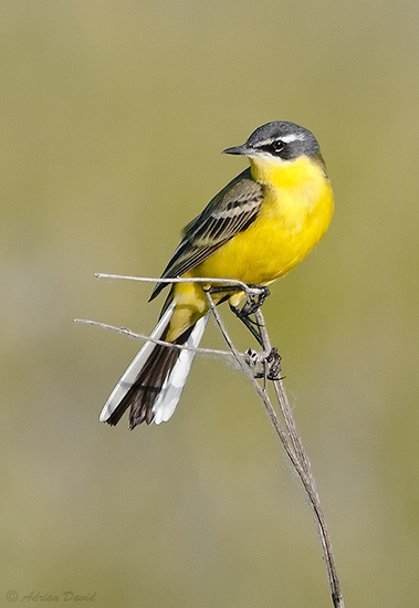 Yellow-Wagtail-2