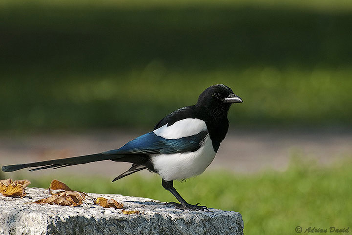 Magpie