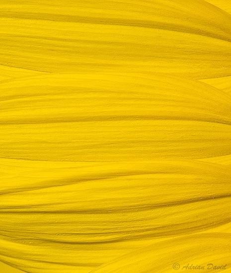 Yellow Textures